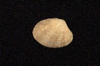 藏品(小眼花簾蛤)的圖片